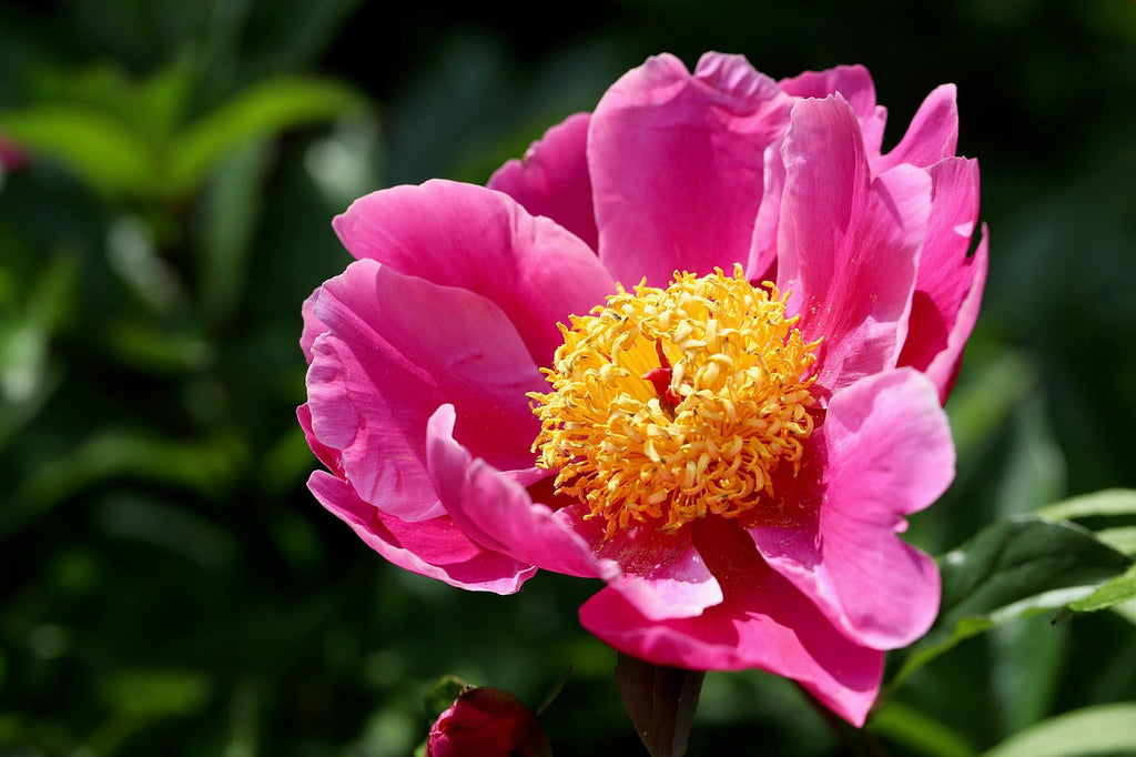 Lactiflora Flower seeds for Planting Vibrant Colors, Heirloom & GMO Free Seeds for Home Garden vegetable and garden seeds