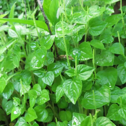 Pellucida Flower seeds for Planting - Perfect for Borders, Heirloom & GMO Free Seeds for Home Garden
