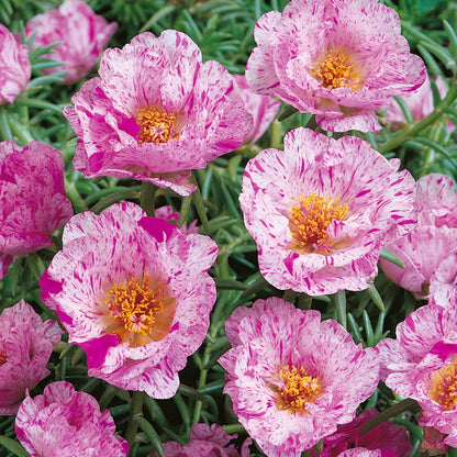 Sundial Peppermint Flower seeds for Planting Premium Quality Heirloom & GMO Free Seeds for Home Garden