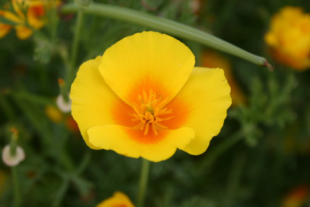 High quality Cali Flower seeds for Planting Wildflower Mix, Heirloom & GMO Free Seeds for Home Garden seeds pack