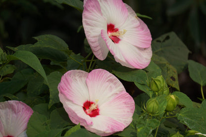 Mix Hibiscus Luna Flower seeds for Planting Cut Flower Favorite Heirloom & GMO Free Seeds for Home Garden
