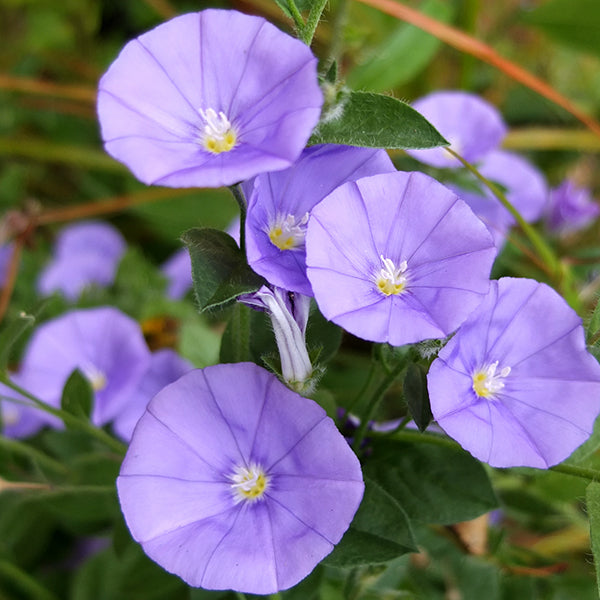 Convolvulus Flower seeds for Planting Sun Loving Heirloom & GMO Free Seeds for Home Garden