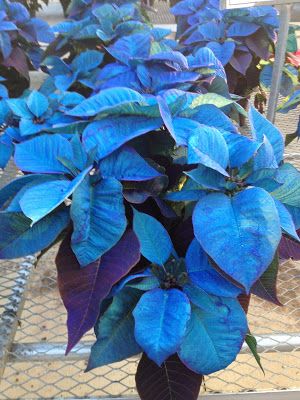 Perennial Blue Poinsettia Plants for Borders and Pots