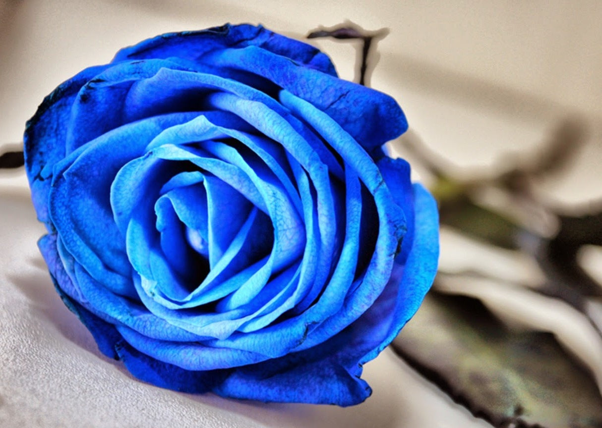 Perennial Blue Rose Plants for Borders and Pots