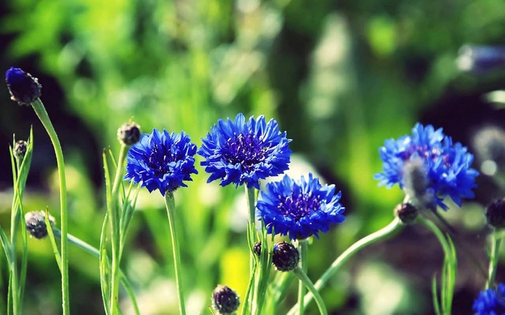 Dark Blue Aster Flowers for Borders and Beds