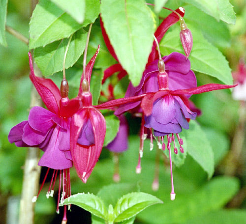 Perennial Fuchsia Flower Seeds for Shade Gardens