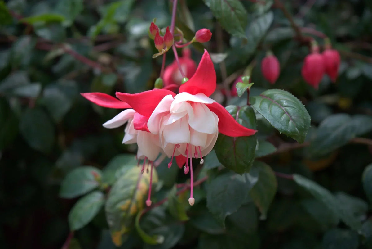 Perennial Fuchsia Flower Seeds for Easy Planting