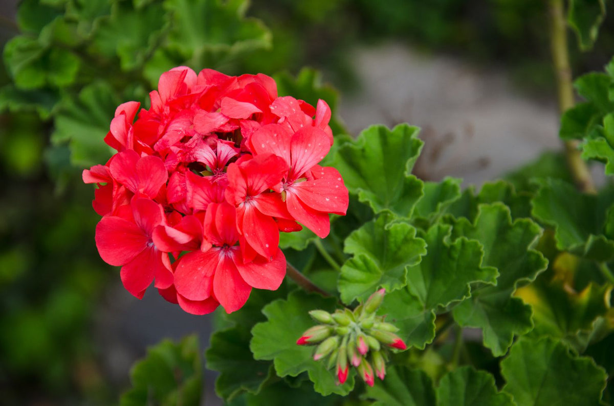 Perennial Geranium Seeds for Long-Lasting Blooms