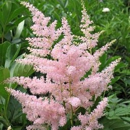Perennial Light Pink Astilbe Flowers for Borders