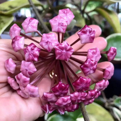 Perennial Light Purple Hoya Carnosa Plants for Trellises and Containers