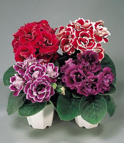 Perennial Mixed Brazilian Gloxinia Plants for Garden Beds and Containers