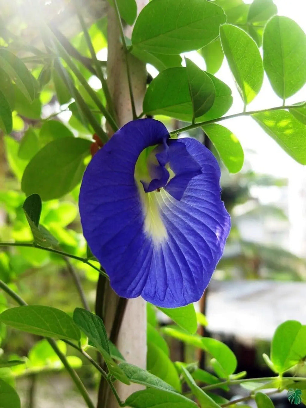 Clitoria Flower seeds for Planting Seasonal Bloomer, Heirloom & GMO Free Seeds for Home Garden vegetable and garden seeds