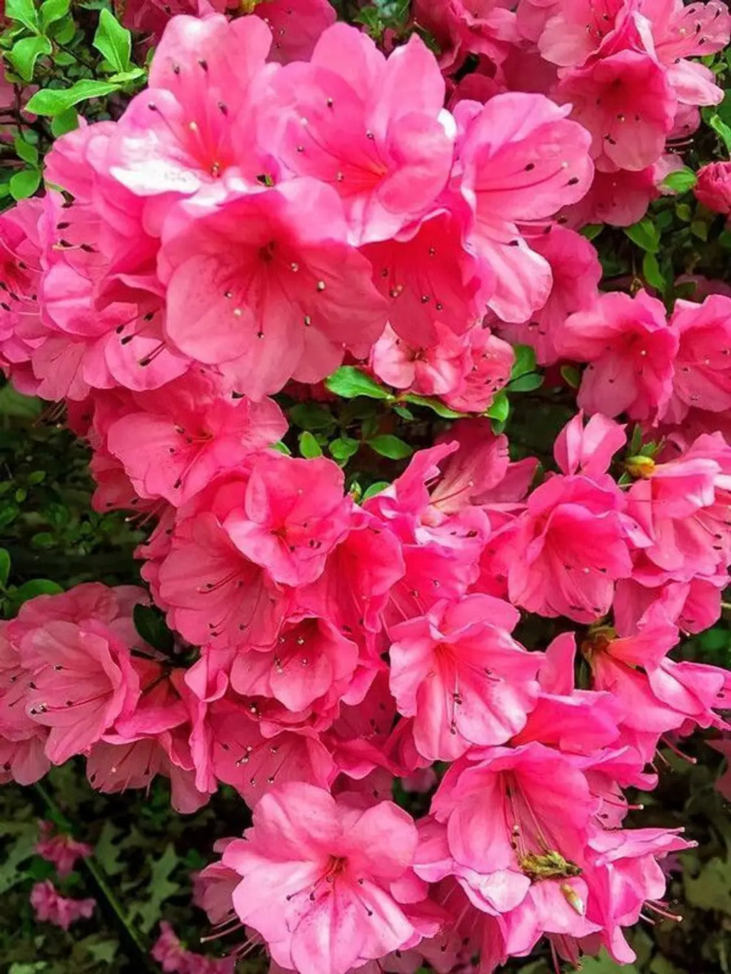 Pink Satsuki Azalea Flower seeds for Planting Vibrant Colors, Heirloom & GMO Free Seeds for Home Garden vegetable and garden seeds