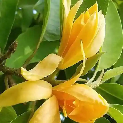Premium Chempaca Flower seeds for Planting Fragrant Blossoms, Heirloom & GMO Free Seeds for Home Garden seeds