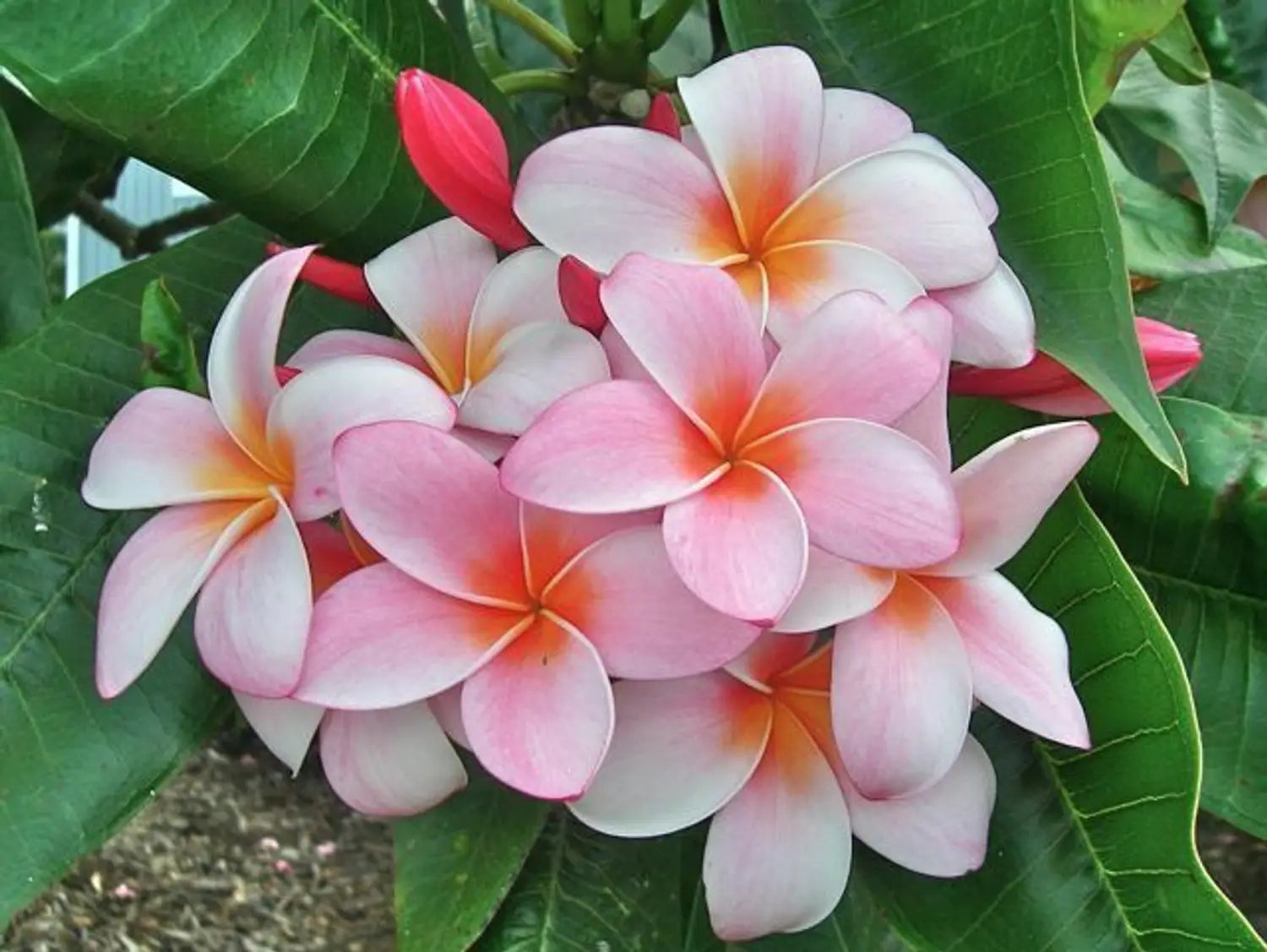 High quality Light Pink Frangipani Flower seeds for Planting Cut Flower Favorite, Heirloom & GMO Free Seeds for Home Garden seeds pack