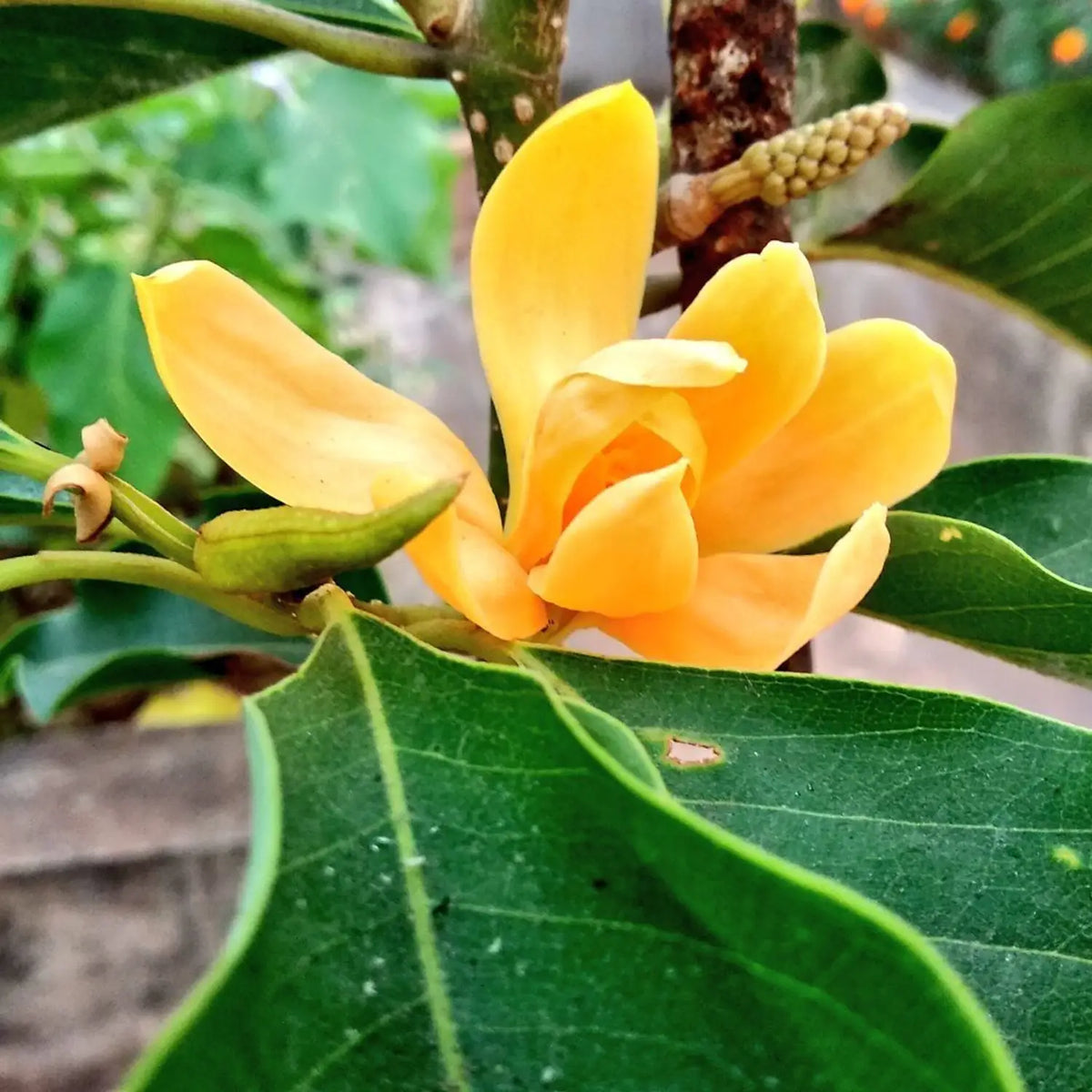 Champa Flower seeds for Planting Drought Tolerant Heirloom & GMO Free Seeds for Home Garden