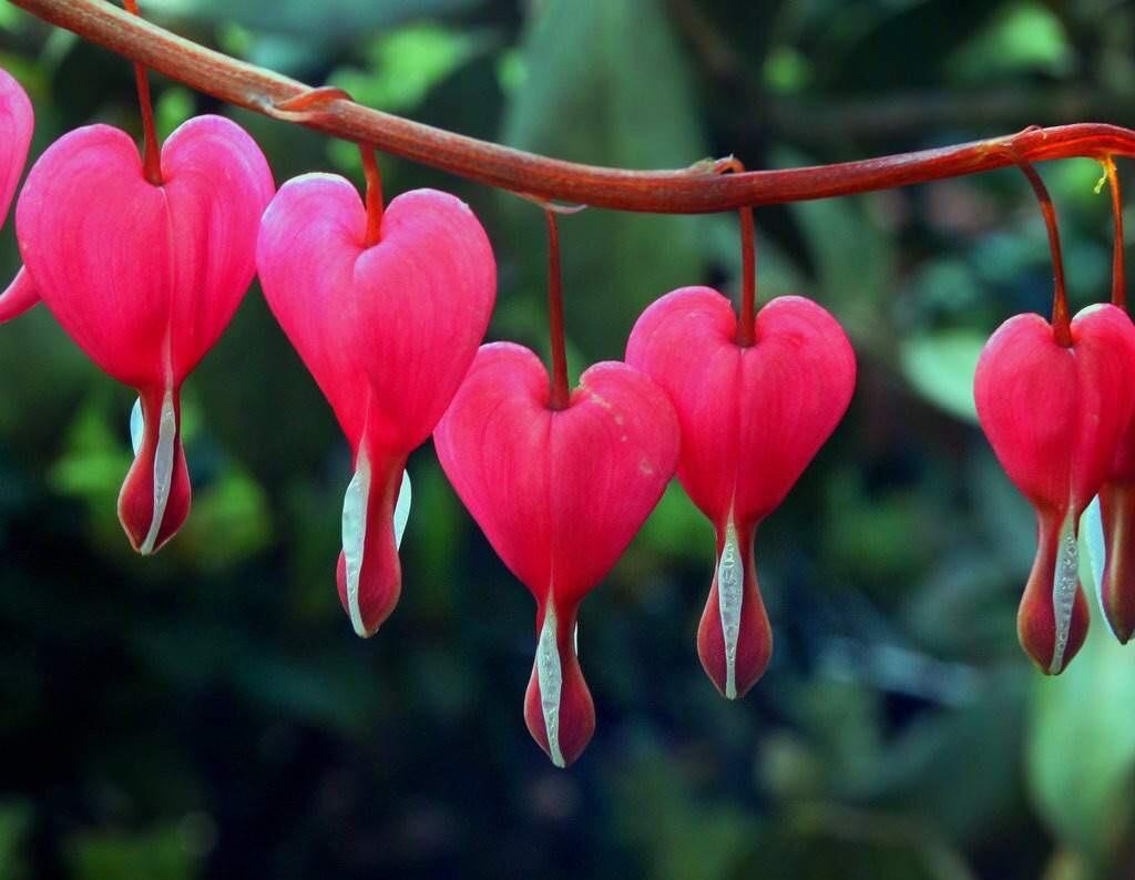 Perennial Pink Heart Flower Plants for Borders and Containers