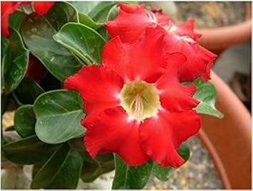 Perennial Red Adenium Plants for Pots and Borders