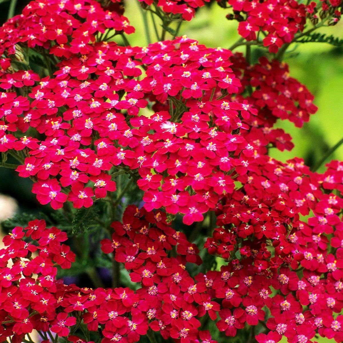 Perennial red yarrow flower seeds