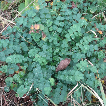 Perennial Salad Burnet plant with textured green foliage