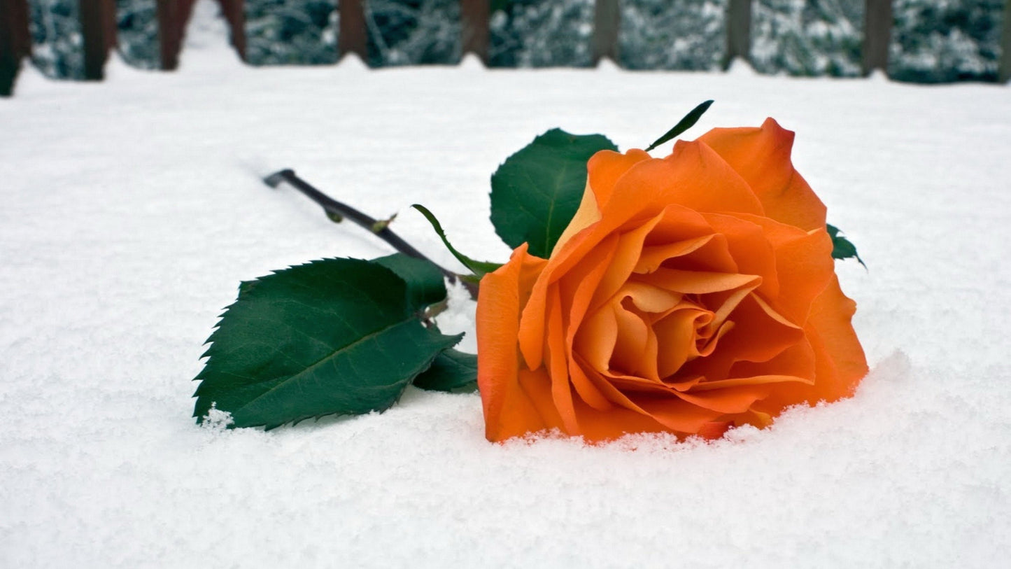 Perennial Snow Rose Plants for Borders and Pots