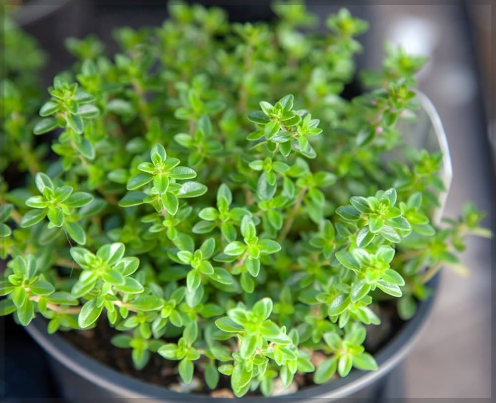 Hardy Winter Thyme plant in sunny garden beds