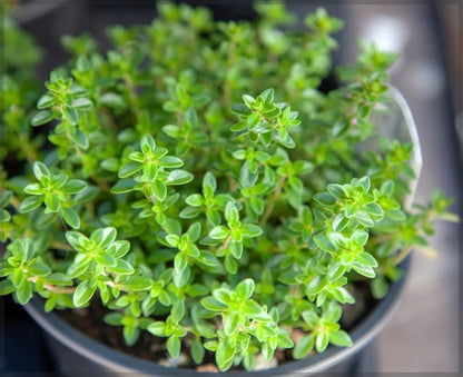 Hardy Winter Thyme plant in sunny garden beds