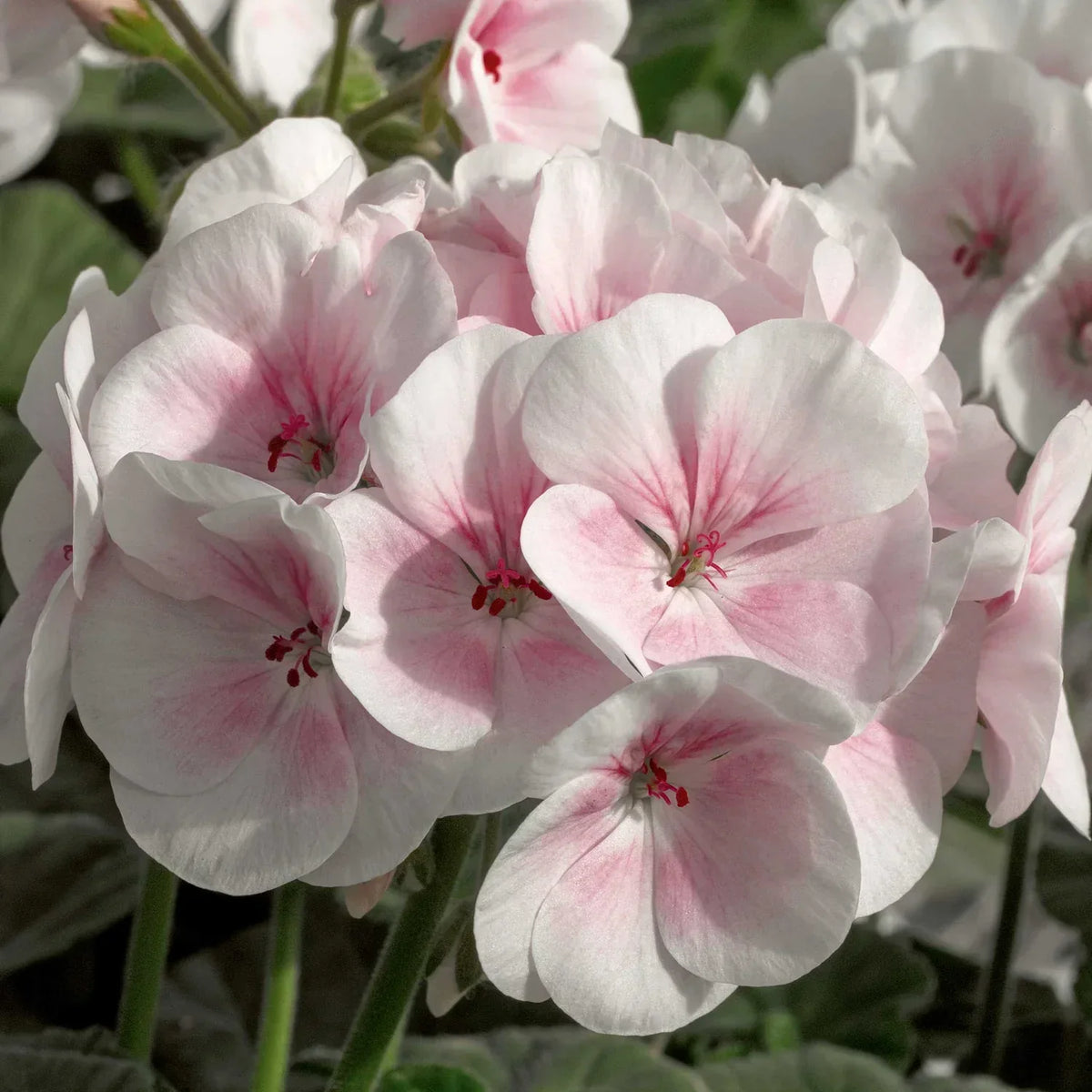 Perennial Univalve Geranium Plants for Borders and Containers