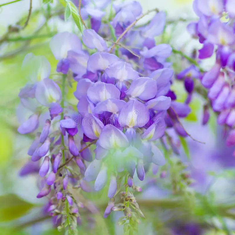 Perennial Violet Acacia Plants for Borders and Beds