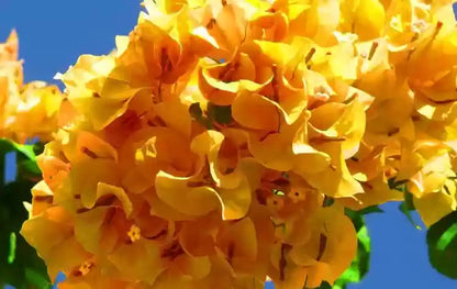 Perennial Yellow Bougainvillea Plants for Trellises and Fences