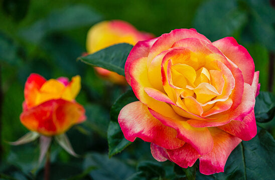 Perennial Yellow & Pink Roses for Borders and Containers