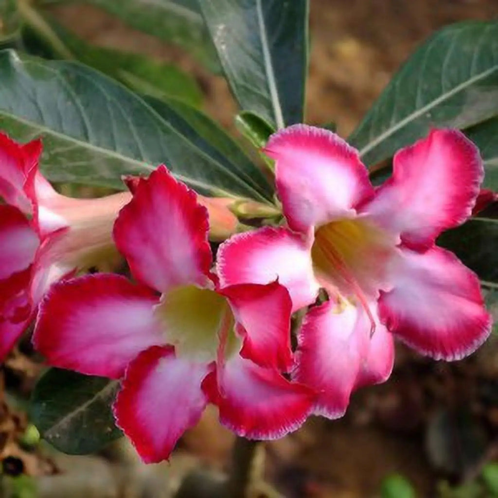 High quality Adenium Obesum Flower seeds for Planting Pollinator Friendly, Heirloom & GMO Free Seeds for Home Garden seeds pack