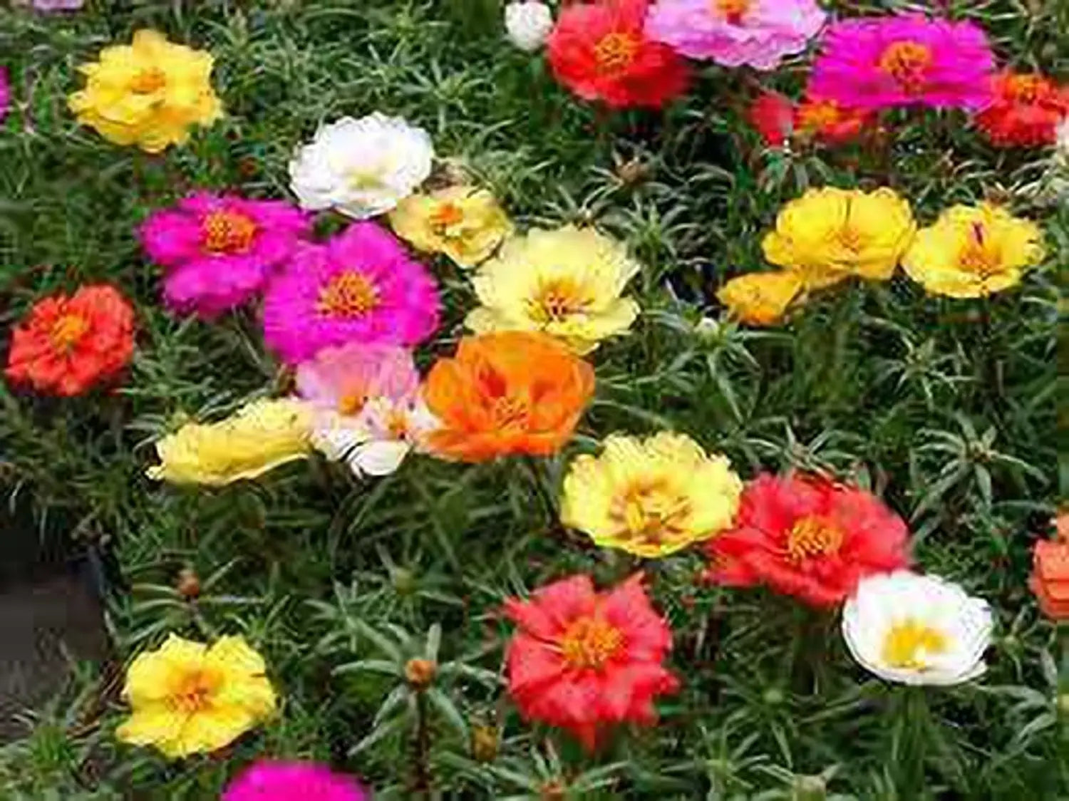 Premium Portulaca Moss Flower seeds for Planting Shade Tolerant, Heirloom & GMO Free Seeds for Home Garden seeds