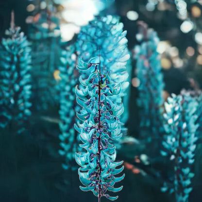 Jade Vine Light Green Flowers Growing on Pergola