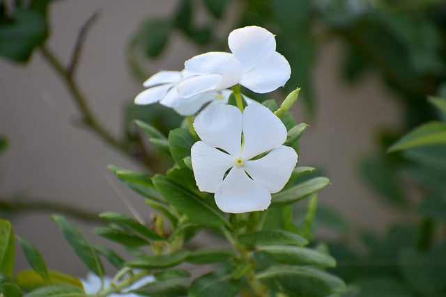 Premium White Periwinkle Flower seeds for Planting Perfect for Borders, Heirloom & GMO Free Seeds for Home Garden seeds