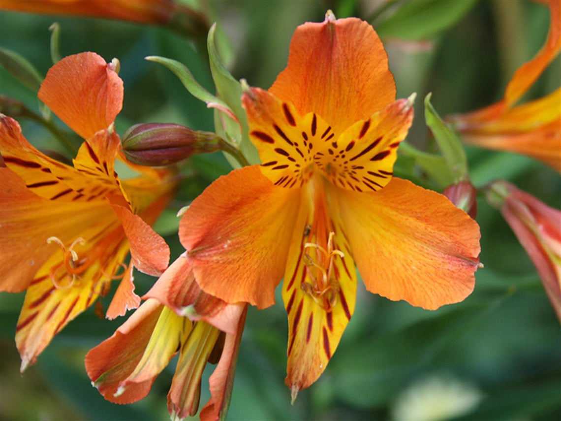 High quality Alstroemeria Aurantiaca Flower seeds for Planting Garden Favorite, Heirloom & GMO Free Seeds for Home Garden seeds pack