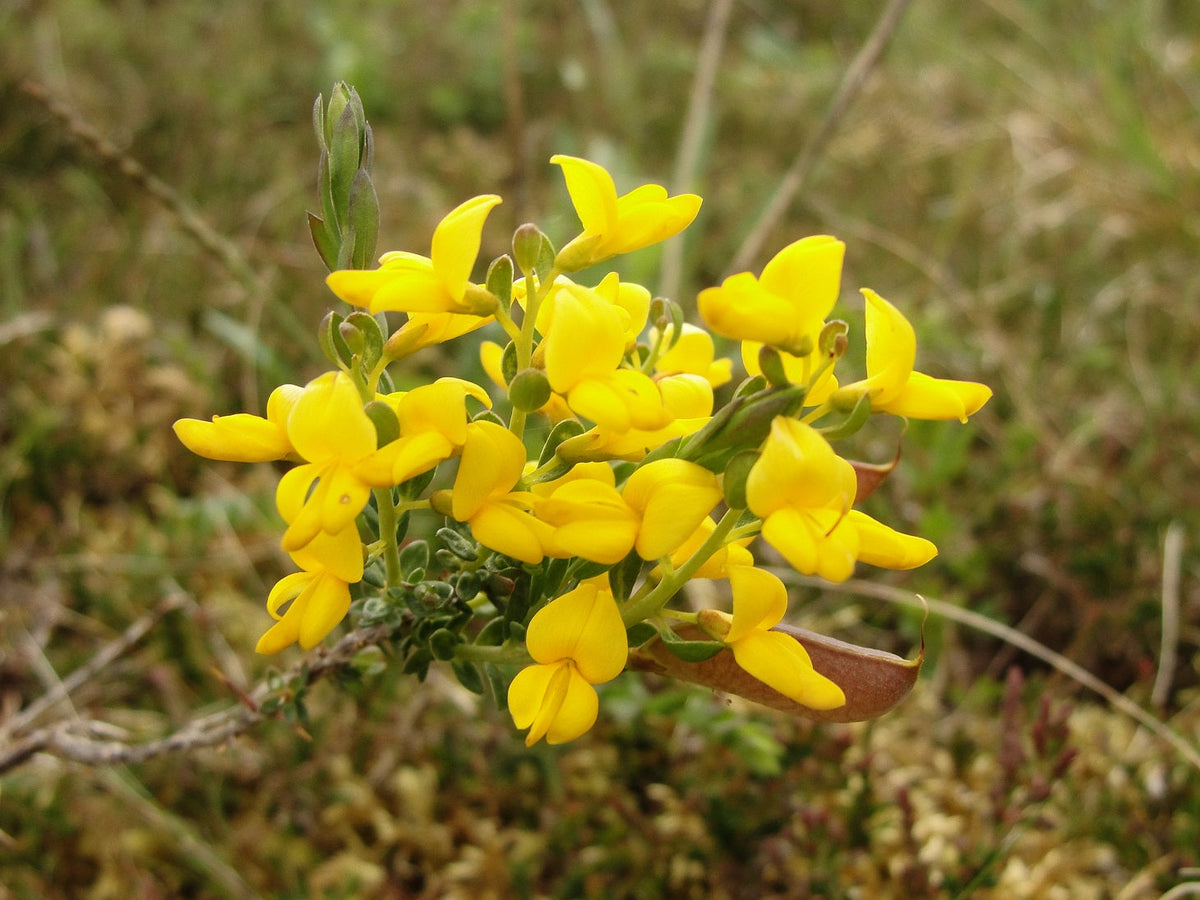 Sweet Pea Flower Seeds: Vibrant Yellow Blooms for Garden Enthusiasts