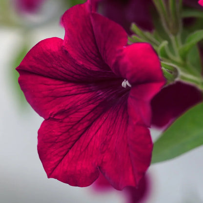 Petunia Supercascade Red Flower seeds for Planting - Wildflower Mix, Heirloom & GMO Free Seeds for Home Garden