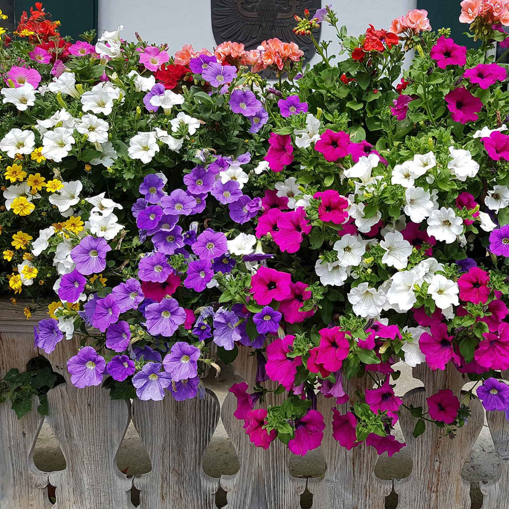 Premium Mix Petunia Flower seeds for Planting Sun Loving, Heirloom & GMO Free Seeds for Home Garden seeds