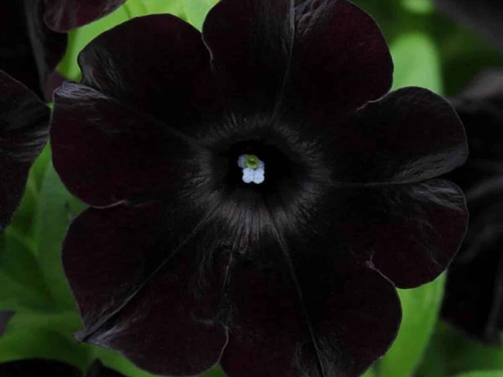 Black Cherry Petunia Flower seeds for Planting Fragrant Blossoms, Heirloom & GMO Free Seeds for Home Garden seeds for planting