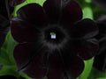 Black Cherry Petunia Flower seeds for Planting Fragrant Blossoms, Heirloom & GMO Free Seeds for Home Garden seeds for planting
