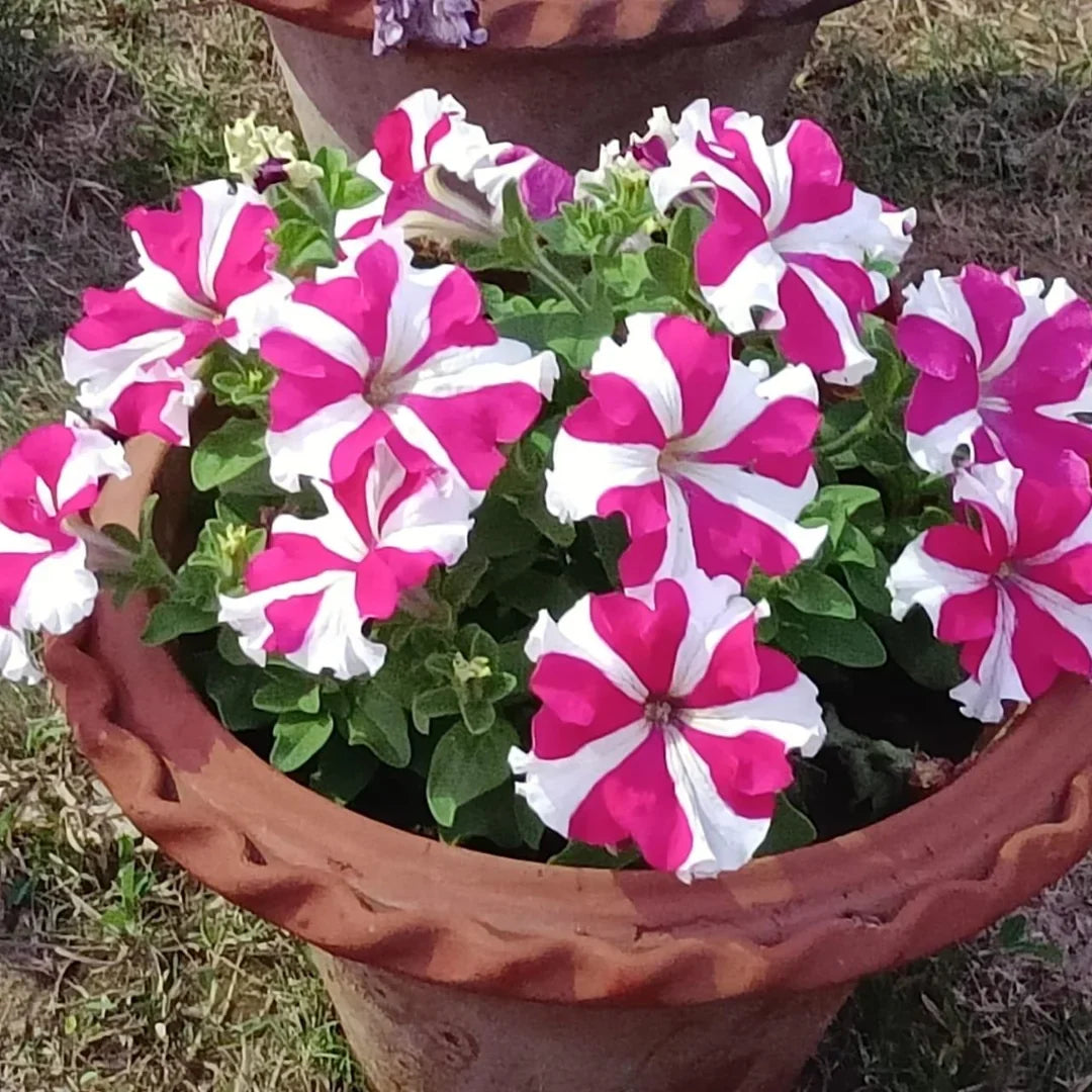 Petunia Pink & White Flower seeds for Planting Compact Growth, Heirloom & GMO Free Seeds for Home Garden seeds for planting