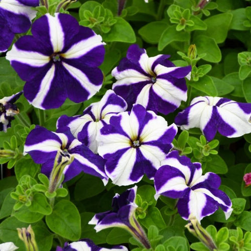 Premium Blue & White Petunia Flower seeds for Planting Premium Quality, Heirloom & GMO Free Seeds for Home Garden seeds