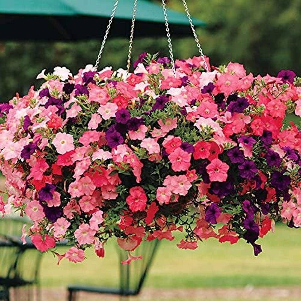 Petunia Mix Used in Garden Borders