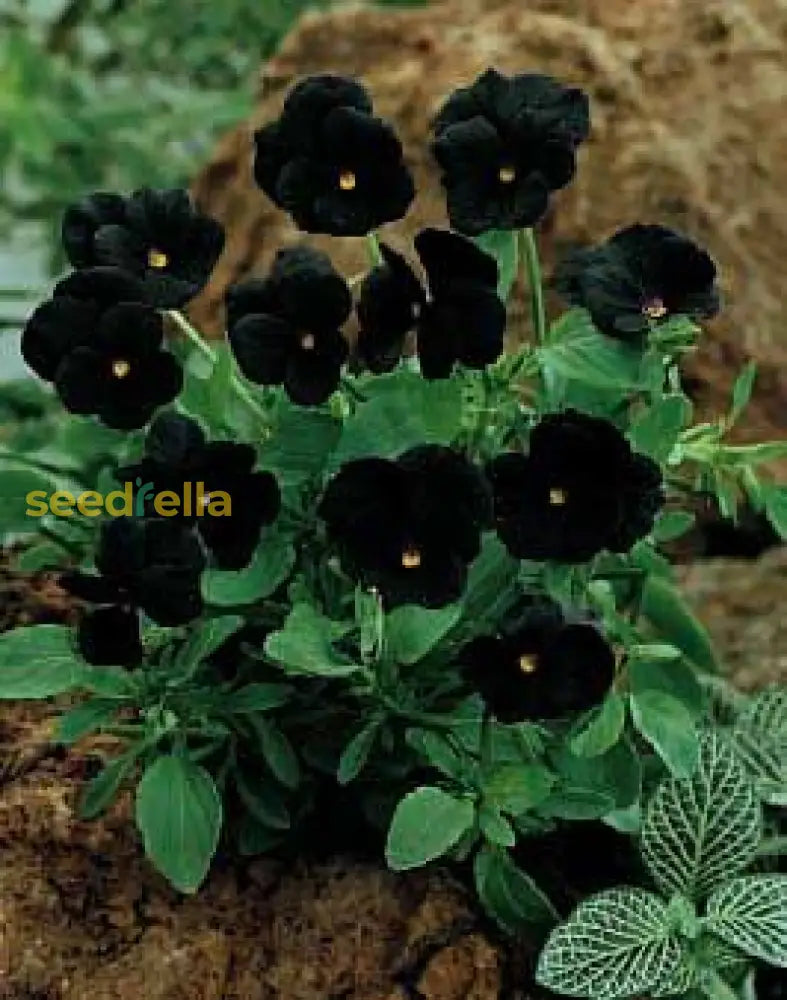 Close-up of Black Petunia petals