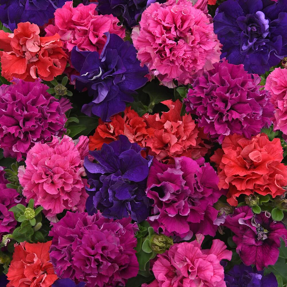 Double Pelleted Petunia Flower seeds for Planting Cottage Garden Essential Heirloom & GMO Free Seeds for Home Garden