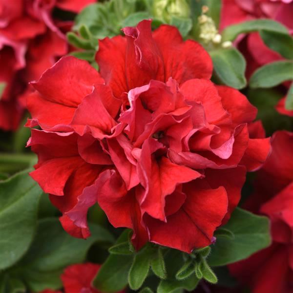 Double Pelleted Petunia Flower seeds for Planting Cottage Garden Essential Heirloom & GMO Free Seeds for Home Garden