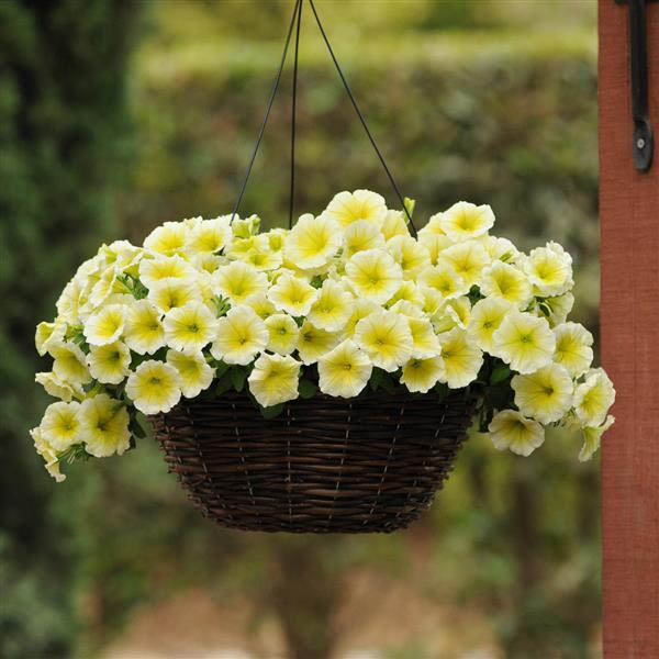Yellow & White Heirloom Petunia Flower seeds for Planting Bright Blooms, Heirloom & GMO Free Seeds for Home Garden vegetable and garden seeds