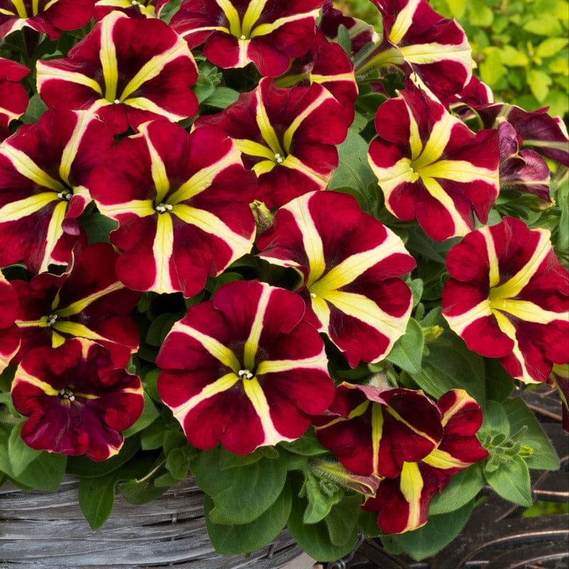 Premium Red & Yellow Petunia Flower seeds for Planting Pollinator Friendly, Heirloom & GMO Free Seeds for Home Garden seeds