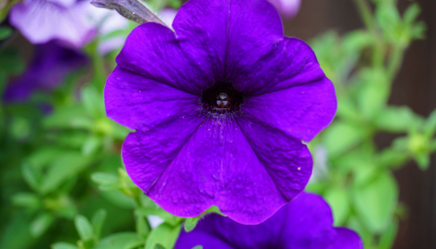 Violet Petunia Flowers in Garden Borders and Containers